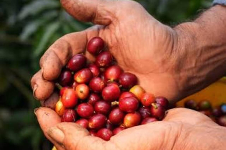 Minca Coffee Farm Tour with Coffee Tasting & Lunch La Candelaria Coffee Farm Tour with Coffee Tasting & Lunch