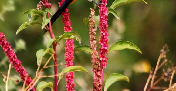 Puerto Vallarta: Birds of Tropical Paradise