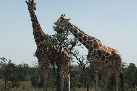 Nairobi: Ol Pejeta Conservancy Day Trip with Game Drive