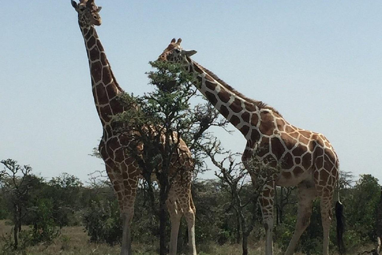 Nairobi: Ol Pejeta Conservancy Day Trip with Game Drive