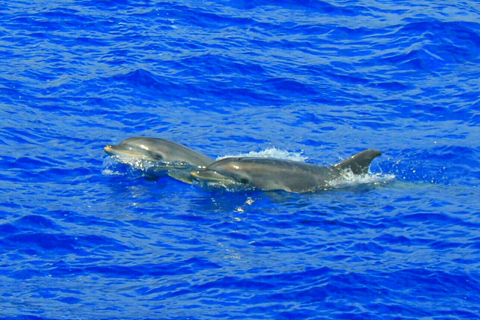 Funchal: Dolphin and Whale Watching by Luxury CatamaranDolphin and Whale Watching Morning Tour