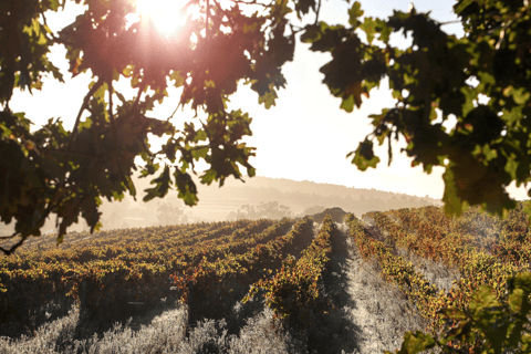 Visite privée de luxe : Sites antiques de Némée et dégustation de vin