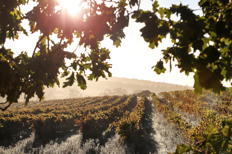 Visite privée de luxe : Sites antiques de Némée et dégustation de vin