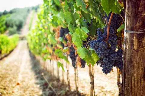 Vinsmagning på vingårde ved Vesuv