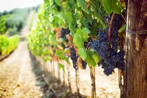 Vinsmagning på vingårde ved Vesuv