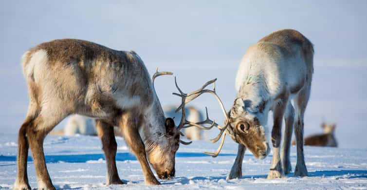 Trois jours avec des éleveurs de rennes à Kautokeino