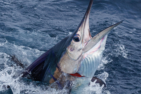 Santa Maria: Atlantic Ocean Trolling Fishing Trip