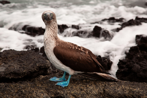 Galápagos Ultimate: 5-Day Adventure Tour with Snorkeling