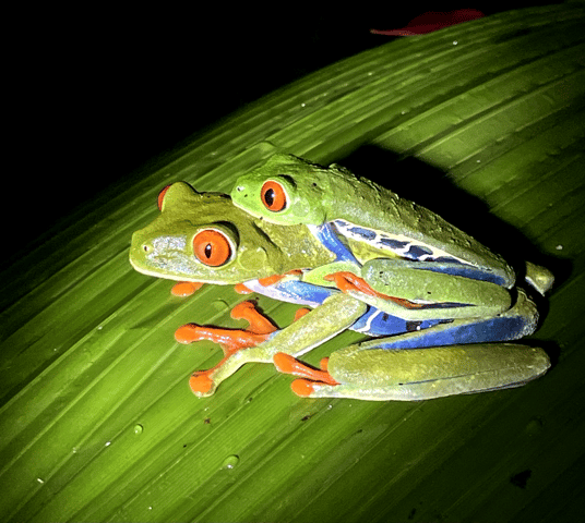 Avondwandeling in La Fortuna: tour met luiaards, kikkers en wilde dieren