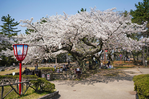 Kimono & Sakura Tour at Nagoya Castle