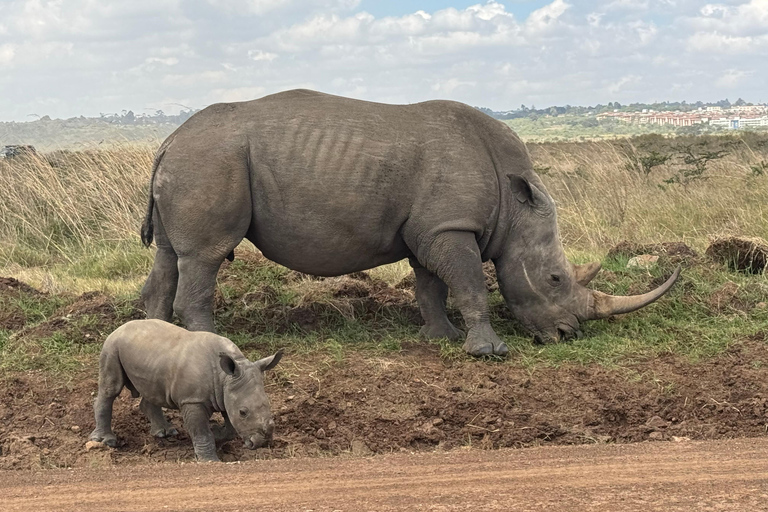 Nairobi Park Safari, Sheldrick's Orphanage & Giraffe Center Shared Drive in Open-Roof Van Game Drive