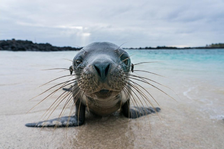 Affordable Galapagos 8 Days Tour