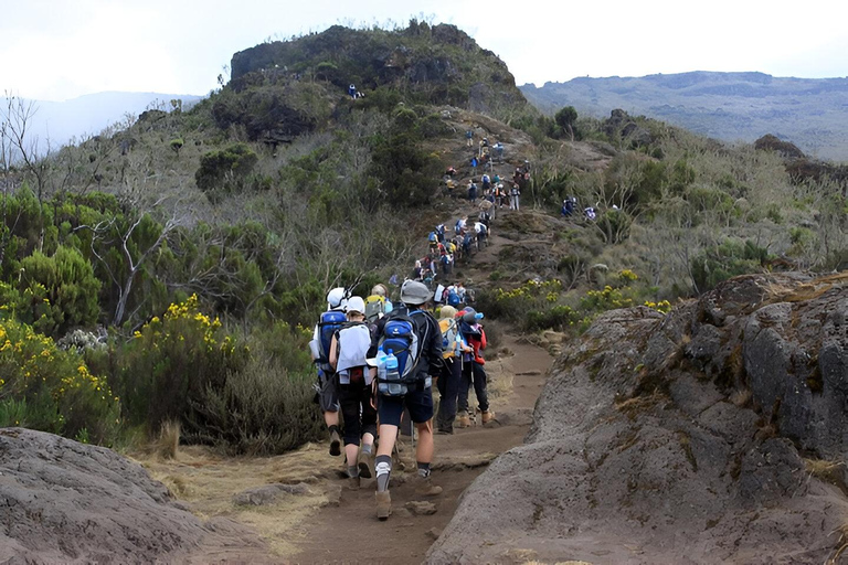Arusha : Mount Kilimanjaro Day Hike with Breakfast and Lunch