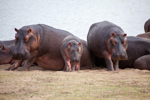 Parc national de Tanzanie : 2 jours 1 nuit Selous de zanzibar