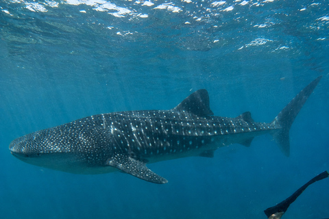Sri Lanka: Whale Watching and Snorkeling Boat Tour