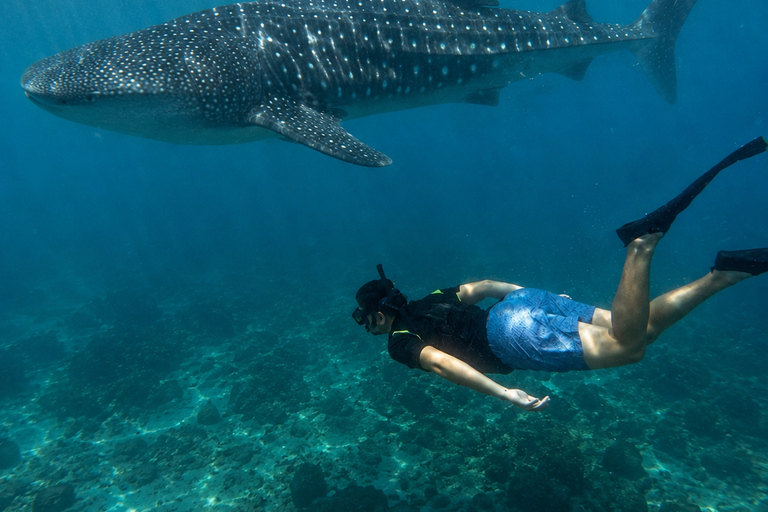 Sri Lanka: Whale Watching and Snorkeling Boat Tour