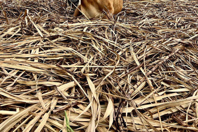 Buggy o zachodzie słońca — cały dzień — mała grupaBuggy o zachodzie słońca – cały dzień – mała grupa