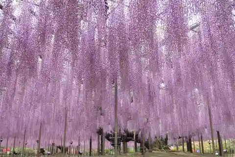 Tokyo: Parco dei fiori di Ashikaga con biglietto d'ingresso