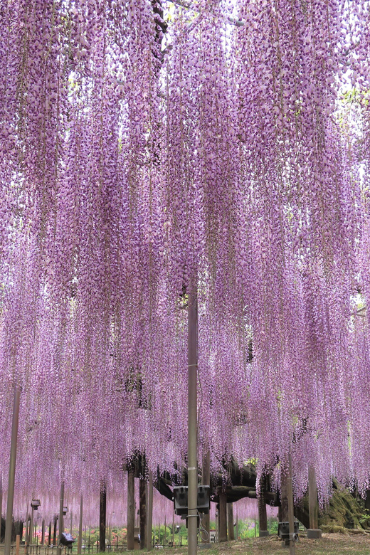 vertical_520_780.jpg