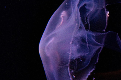 Río de Janeiro: ticket de entrada a AquaRio