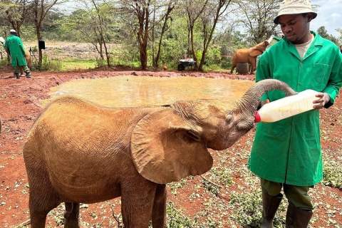 Nairobi: Excursión al Parque Nacional de Nairobi y al Orfanato de Elefantes