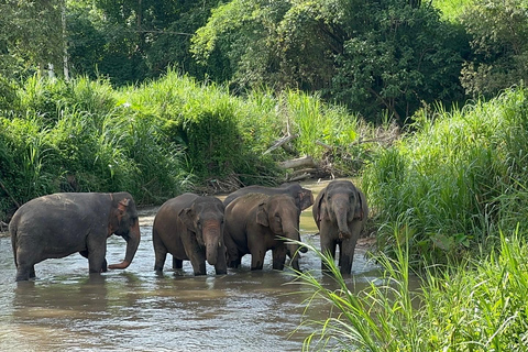 Chiang Mai : Sanctuaire des éléphants, sentier des moines et visite du Doi SuthepPrise en charge en hôtel à Chiang Mai Center