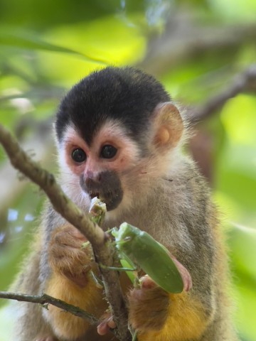 Visit Manuel Antonio National Park Full Wildlife in Manuel Antonio, Costa Rica