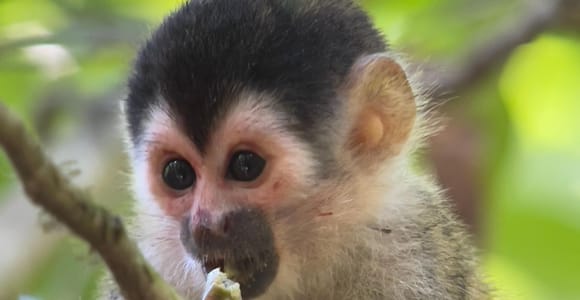 Manuel Antonio National Park Full Wildlife