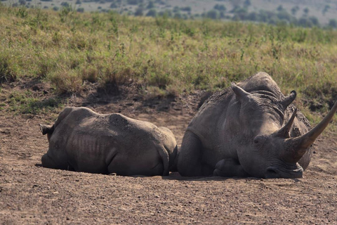 Nairobi National Park Game Drive Private half Day Tour