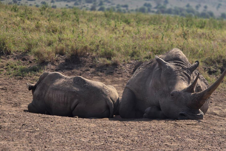 Nairobi National Park Game Drive Private half Day Tour