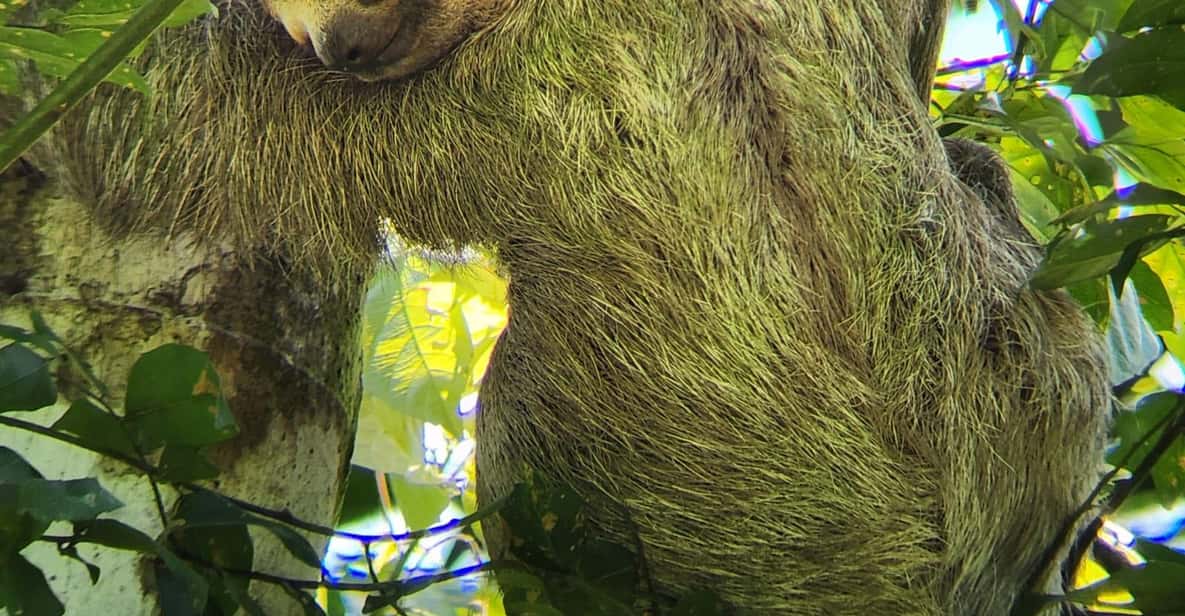 コスタリカのマヌエル・アントニオ国立公園のビーチにあるマンチニールの木。 ウィキメディア・コモンズ (CC BY-SA 3.0)