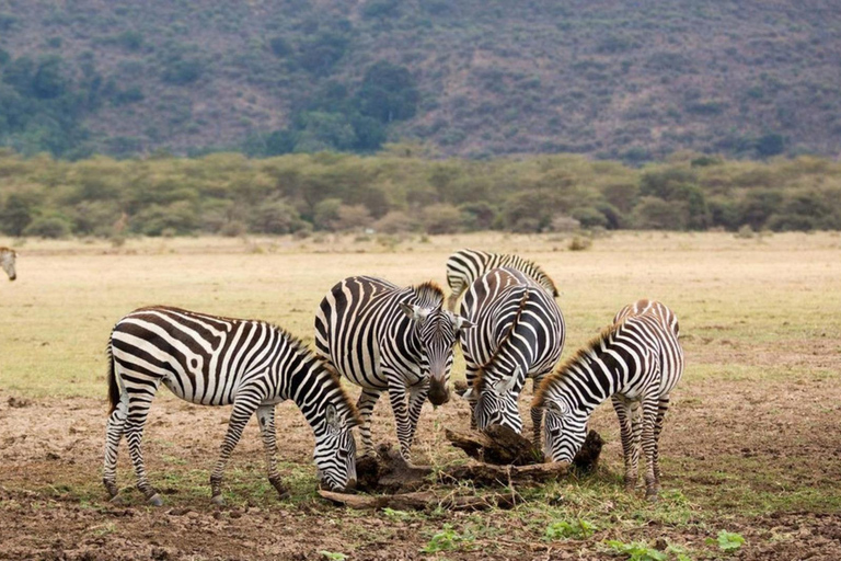 Safari di 1 giorno nel Parco Nazionale del Lago Manyara