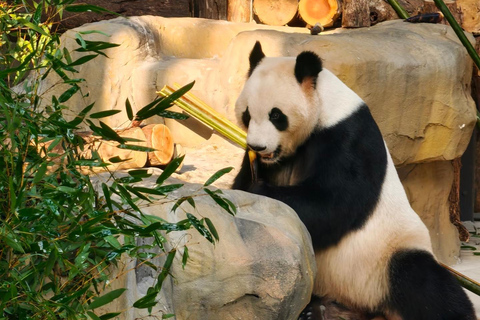 Fuzhou: Fuzhou Panda World - Giant Pandas and Red Pandas