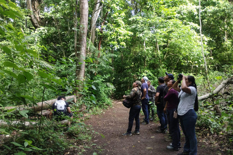 Walking tour in the archaeological site and jungle of Palenque