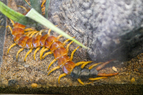 Nouvelle-Orléans : Billet pour l'Aquarium et l'Insectarium Audubon