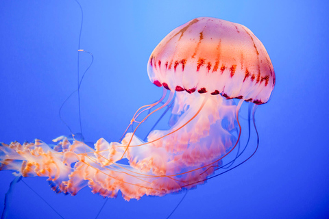 San Francisco: Alcatraz, Muir Woods &amp; Sausalito 2-daagse tour