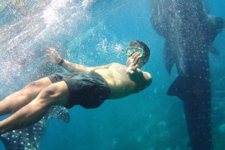 Cebu: Oslob Whale Shark Encounter &amp; SUMILON med transfer