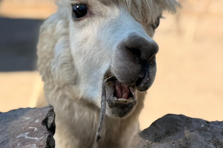 Private Slow Travel: Valparaiso Art, Coastal Boat Ride & Boutique Wine Private Slow Travel: Valparaíso Art, Coastal Boat Ride & Boutique Wine