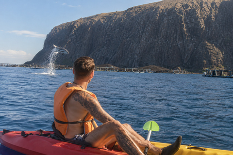 Tenerife: Turtle Bay - Kayak Rental with Drink and Equipment