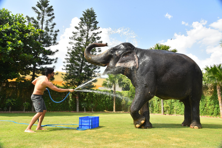 &quot;Jaipur Elephant Experience: Bond, Connect, and Learn&quot;