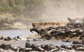 3 Maasai Mara Group Safari-IN A SAFARI VAN-without park fee