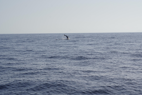 Sunset Dolphin Watching Tour on Hybrid Boat in Small Group