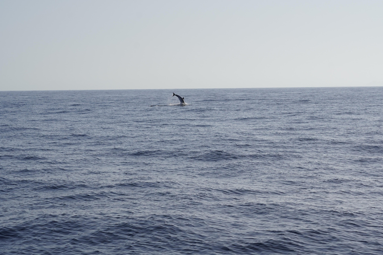 Sunset Dolphin Watching Tour on Hybrid Boat in Small Group