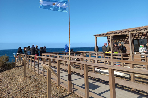 Puerto Madryn: El Doradillo Whale Watching Tour with Pickup