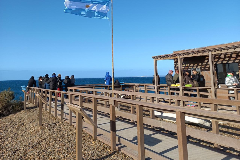 Puerto Madryn: El Doradillo Whale Watching Tour with Pickup