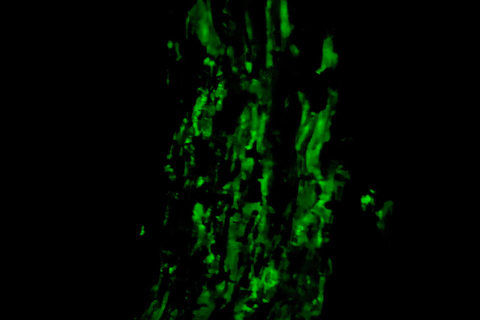 Monteverde: Night Tour with Night Vision Goggles