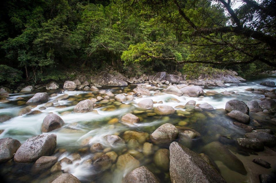 Port Douglas: Daintree Rainforest and Mossman Gorge Tour | GetYourGuide