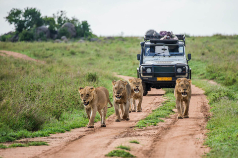 3-Day Tanzania Safari: Tarangire, Ngorongoro from Zanzibar