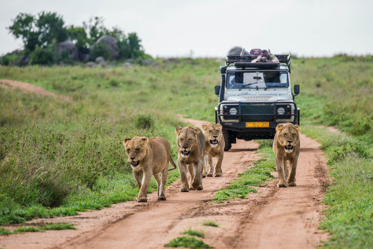 3-Day Tanzania Safari: Tarangire, Ngorongoro from Zanzibar