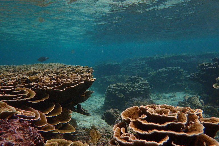 Pigeon Island Snorkeling Tour from Uppuveli Beach